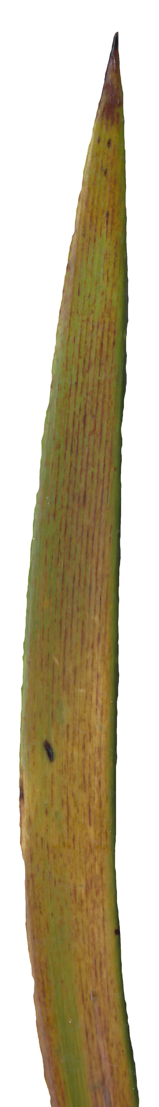 Lebombo Cycad Texture Pack - 41 Textures Texture_25