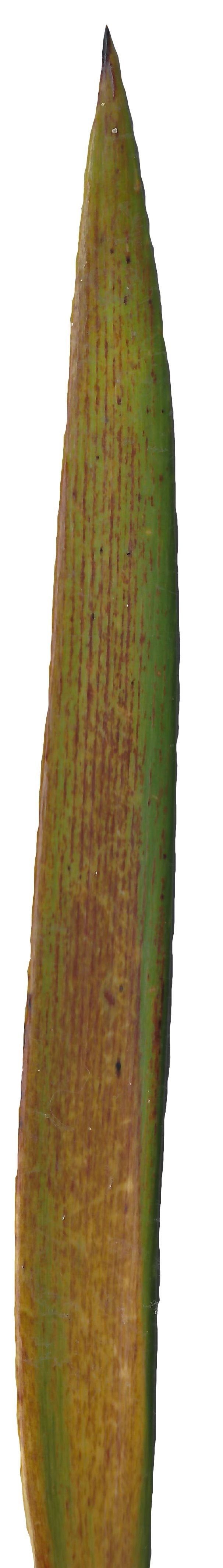 Lebombo Cycad Texture Pack - 41 Textures Texture_26