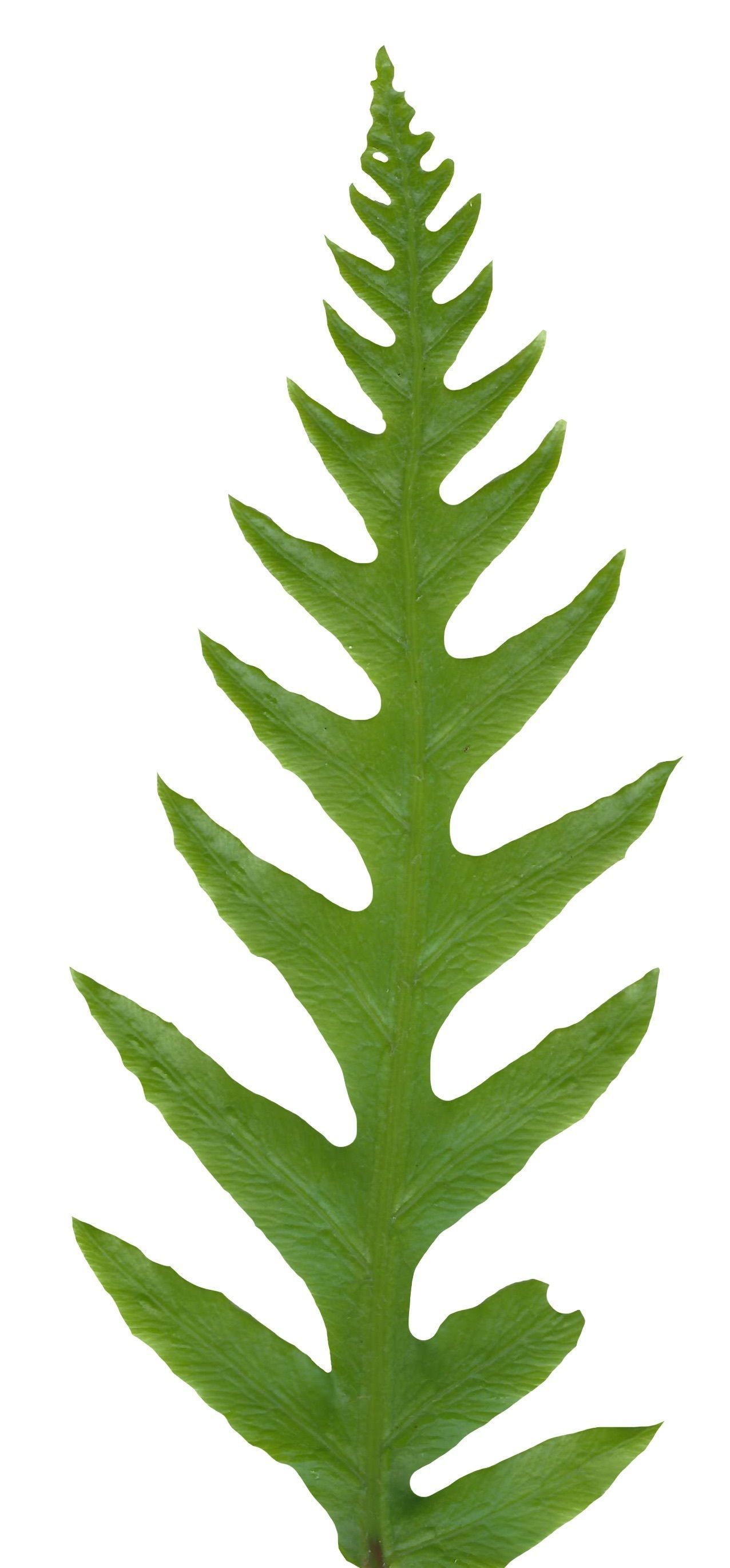 Giant Chain Fern Texture Pack - 24 Textures Texture_21