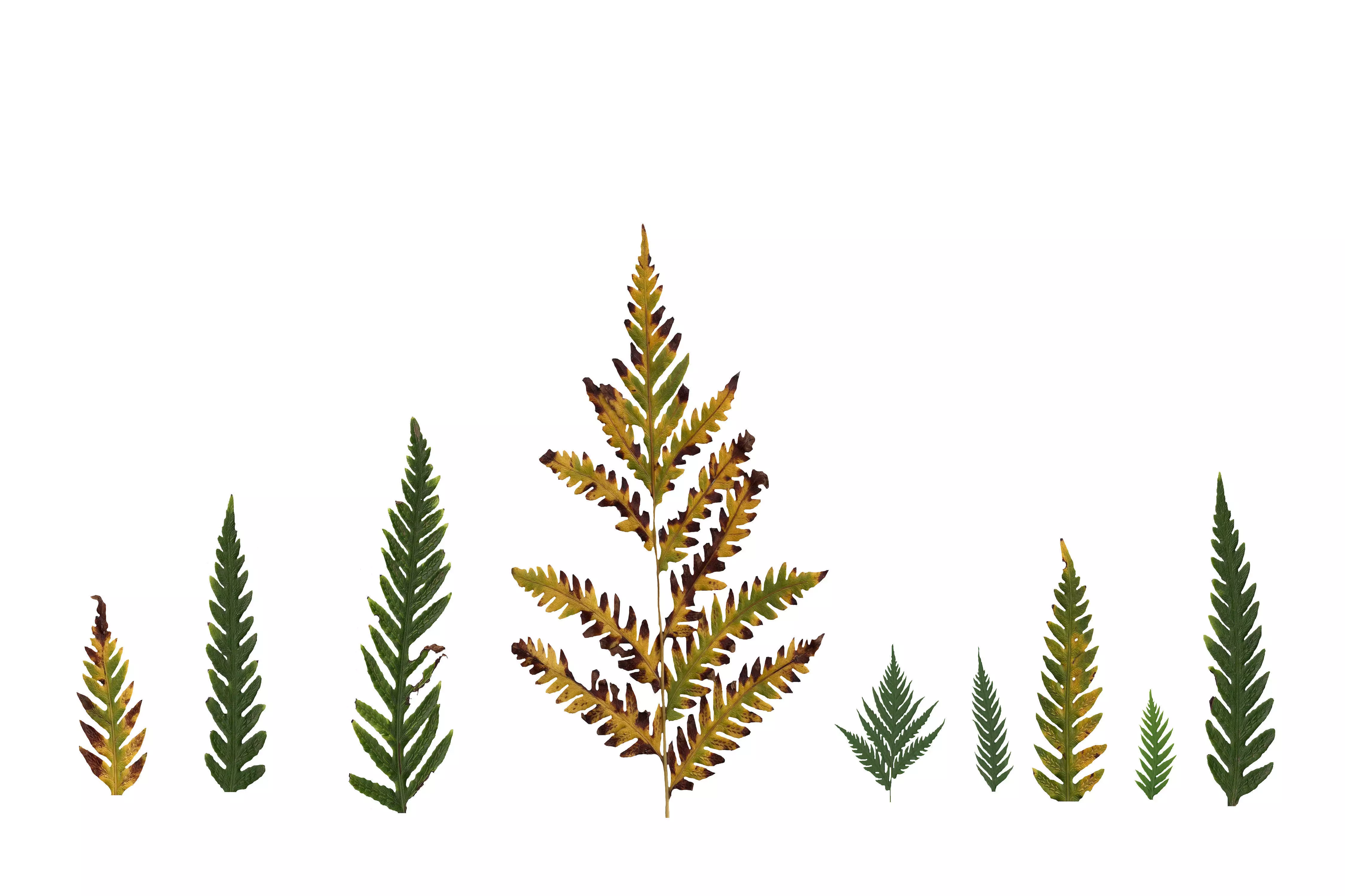 Giant Chain Fern Texture Pack - 24 Textures Texture_0