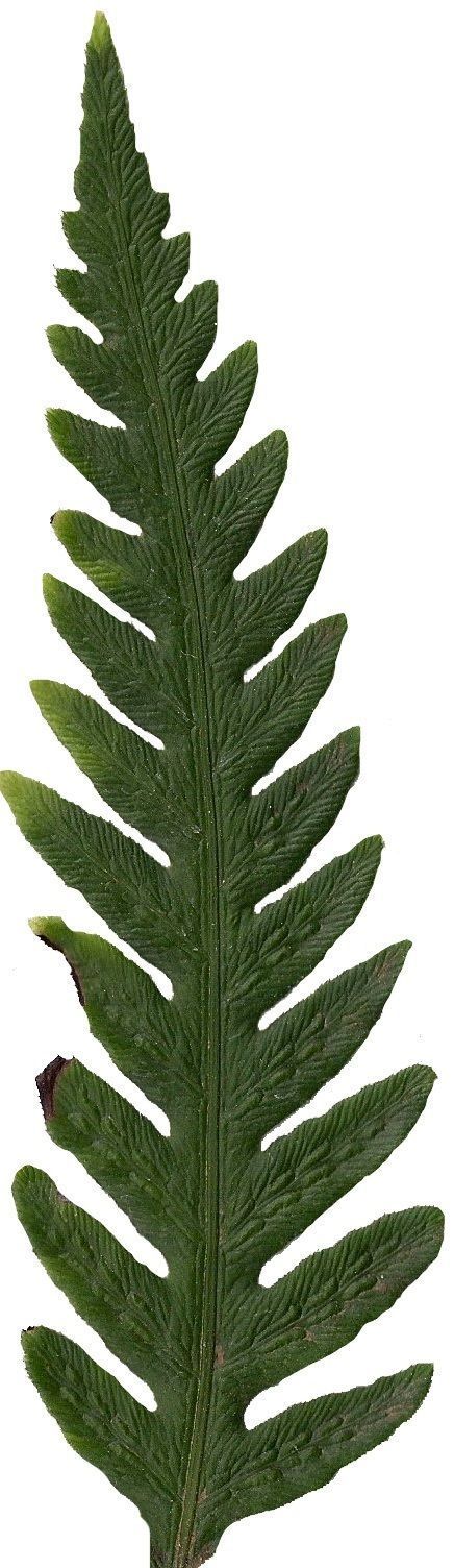 Giant Chain Fern Texture Pack - 24 Textures Texture_17