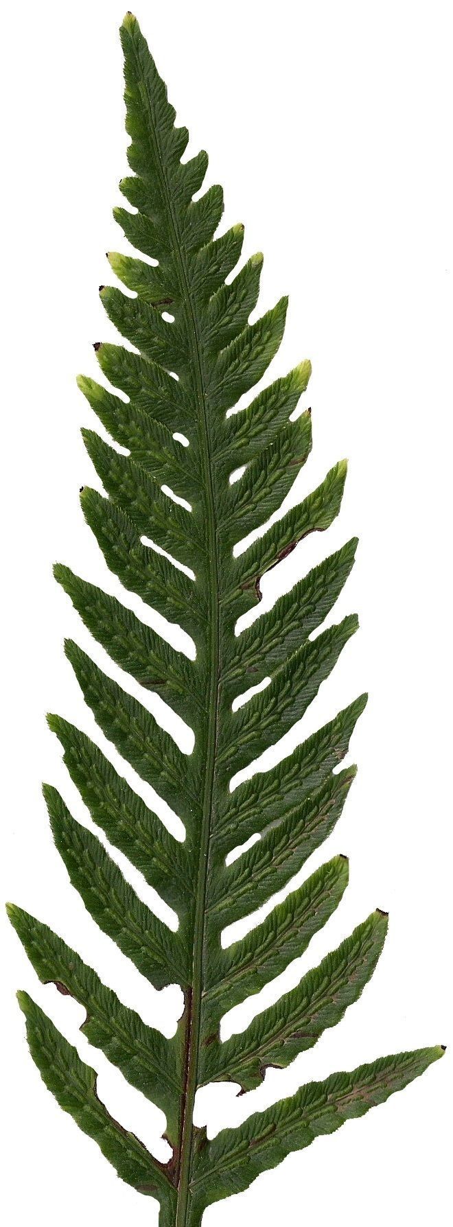 Giant Chain Fern Texture Pack - 24 Textures Texture_16