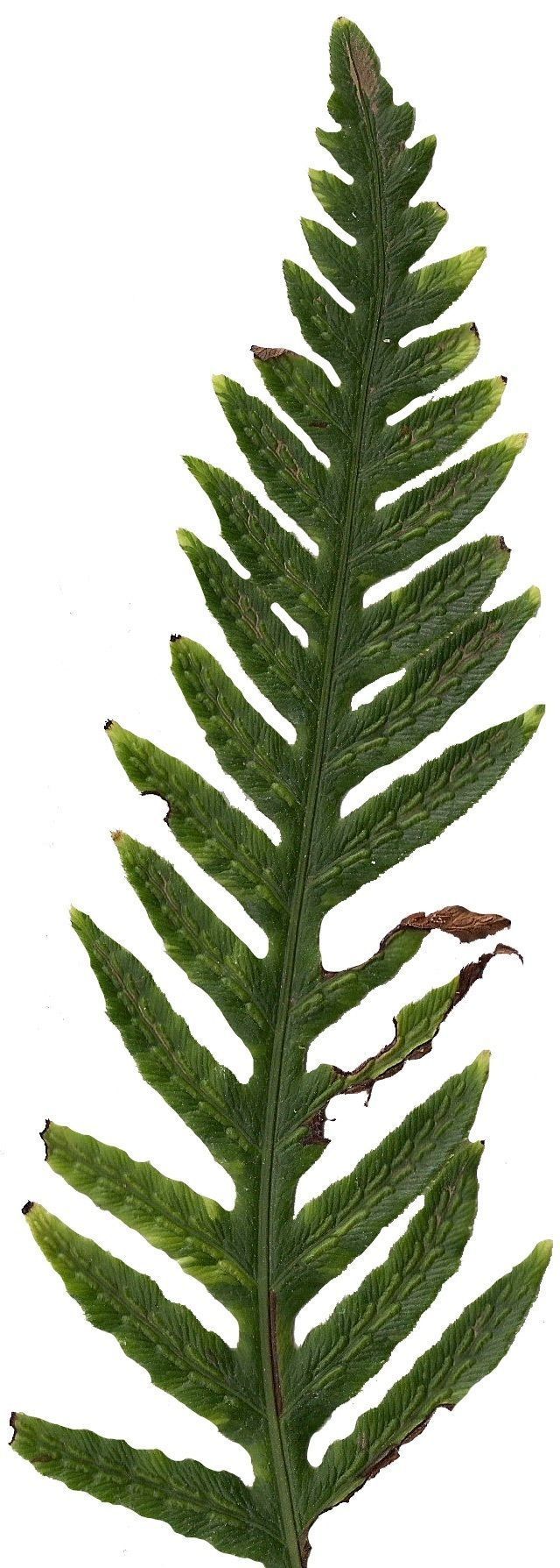 Giant Chain Fern Texture Pack - 24 Textures Texture_19