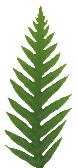 Giant Chain Fern Texture Pack - 24 Textures Texture_5