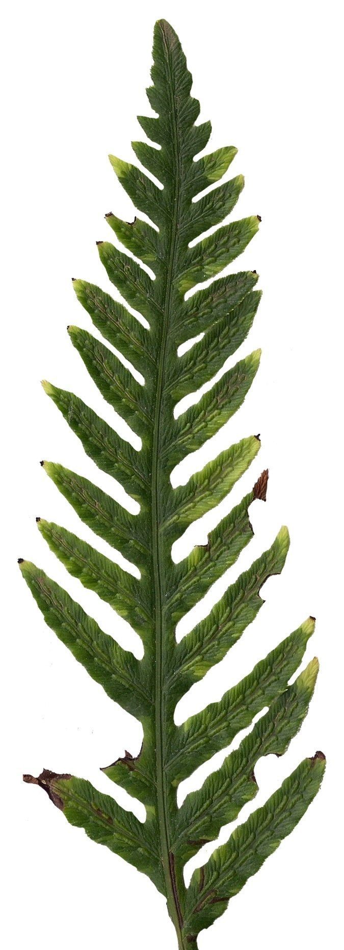 Giant Chain Fern Texture Pack - 24 Textures Texture_18