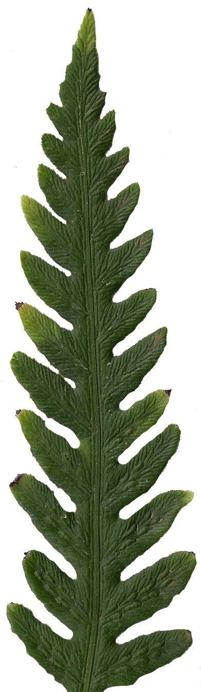 Giant Chain Fern Texture Pack - 24 Textures Texture_15