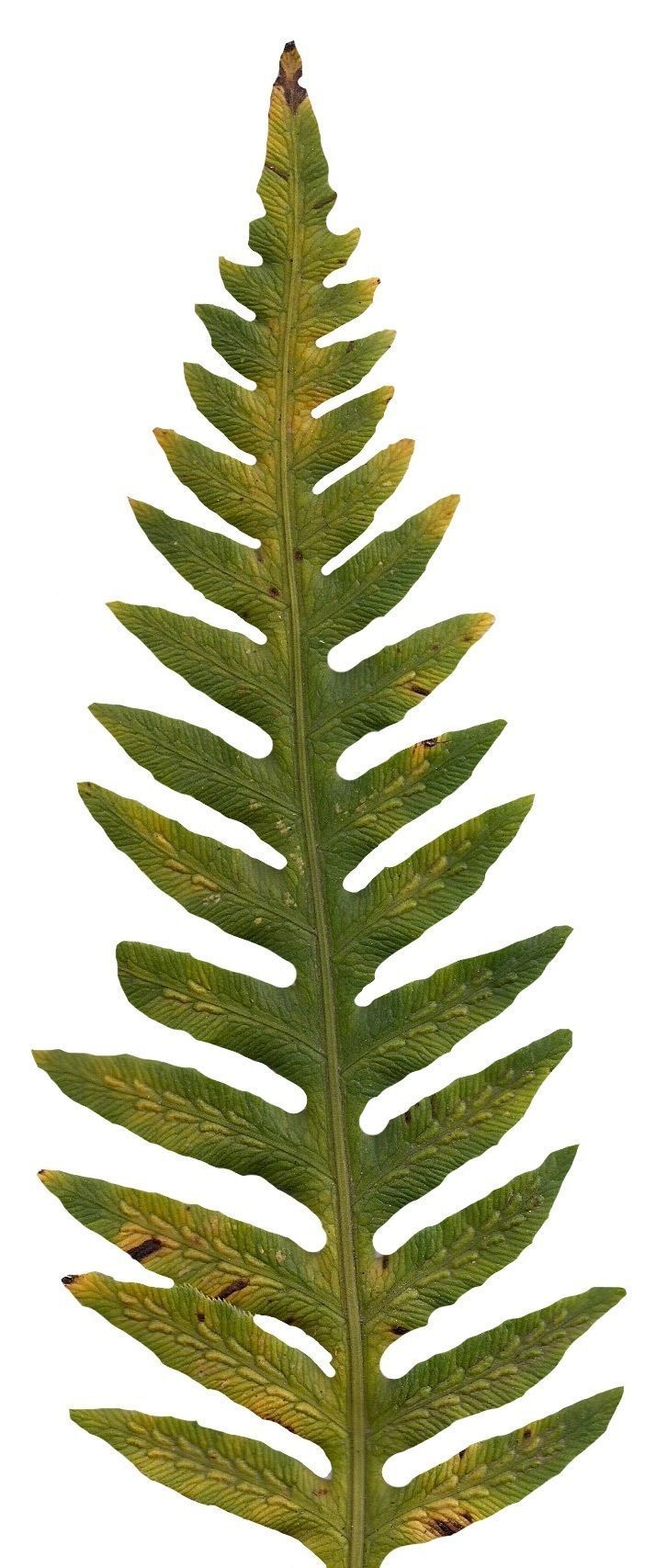 Giant Chain Fern Texture Pack - 24 Textures Texture_11