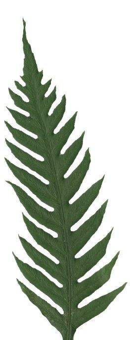 Giant Chain Fern Texture Pack - 24 Textures Texture_1