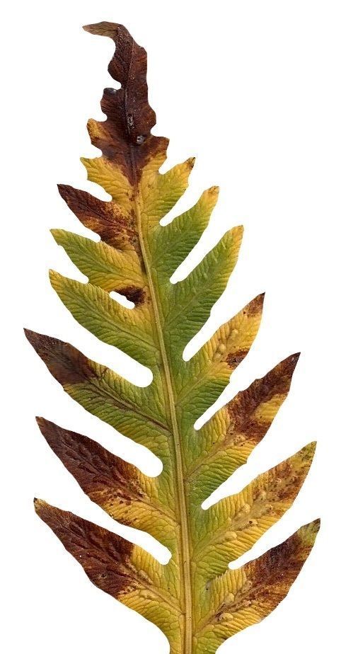 Giant Chain Fern Texture Pack - 24 Textures Texture_12