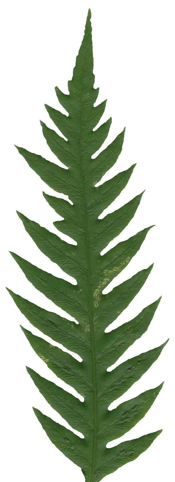 Giant Chain Fern Texture Pack - 24 Textures Texture_6