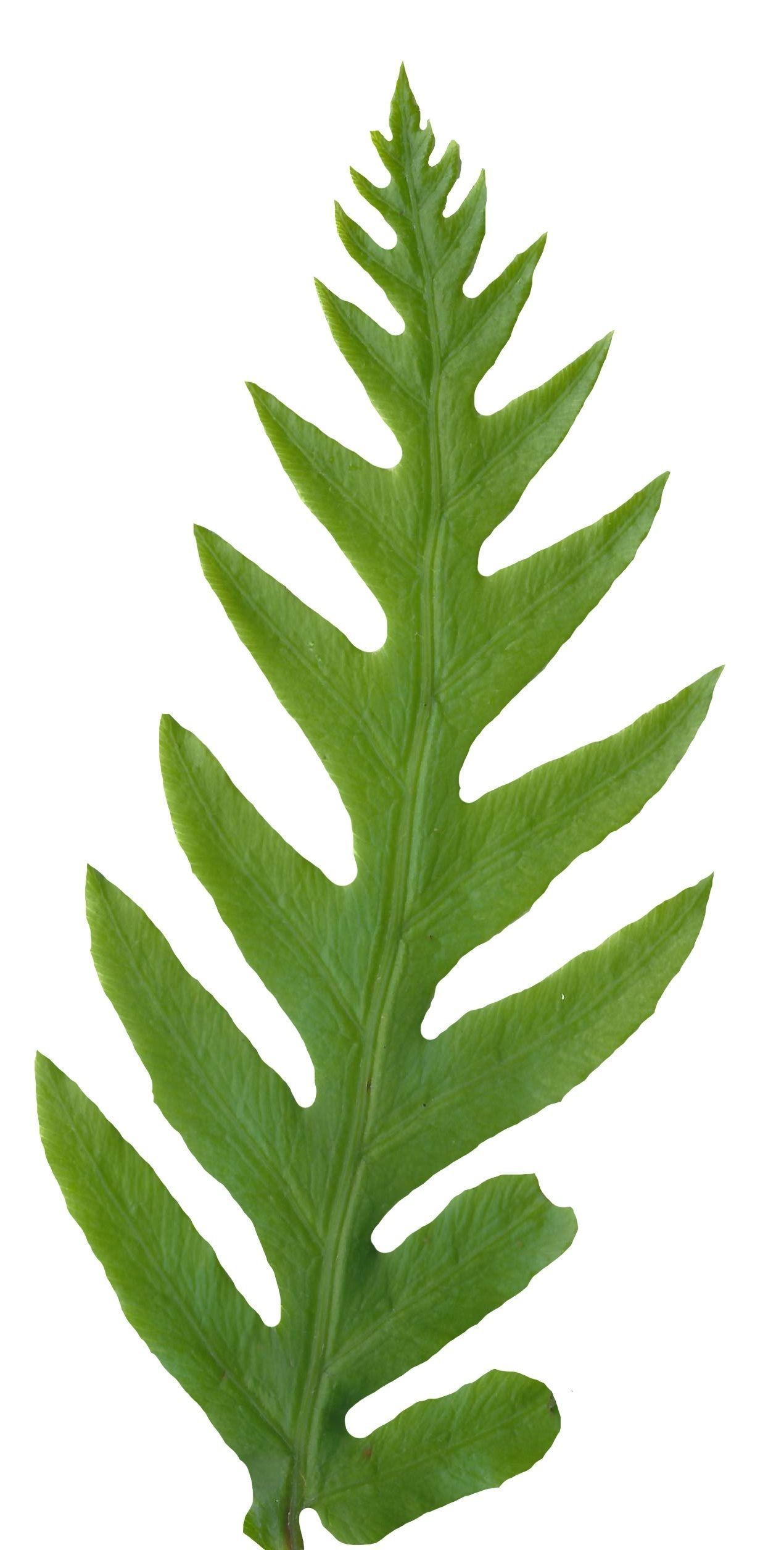 Giant Chain Fern Texture Pack - 24 Textures Texture_23