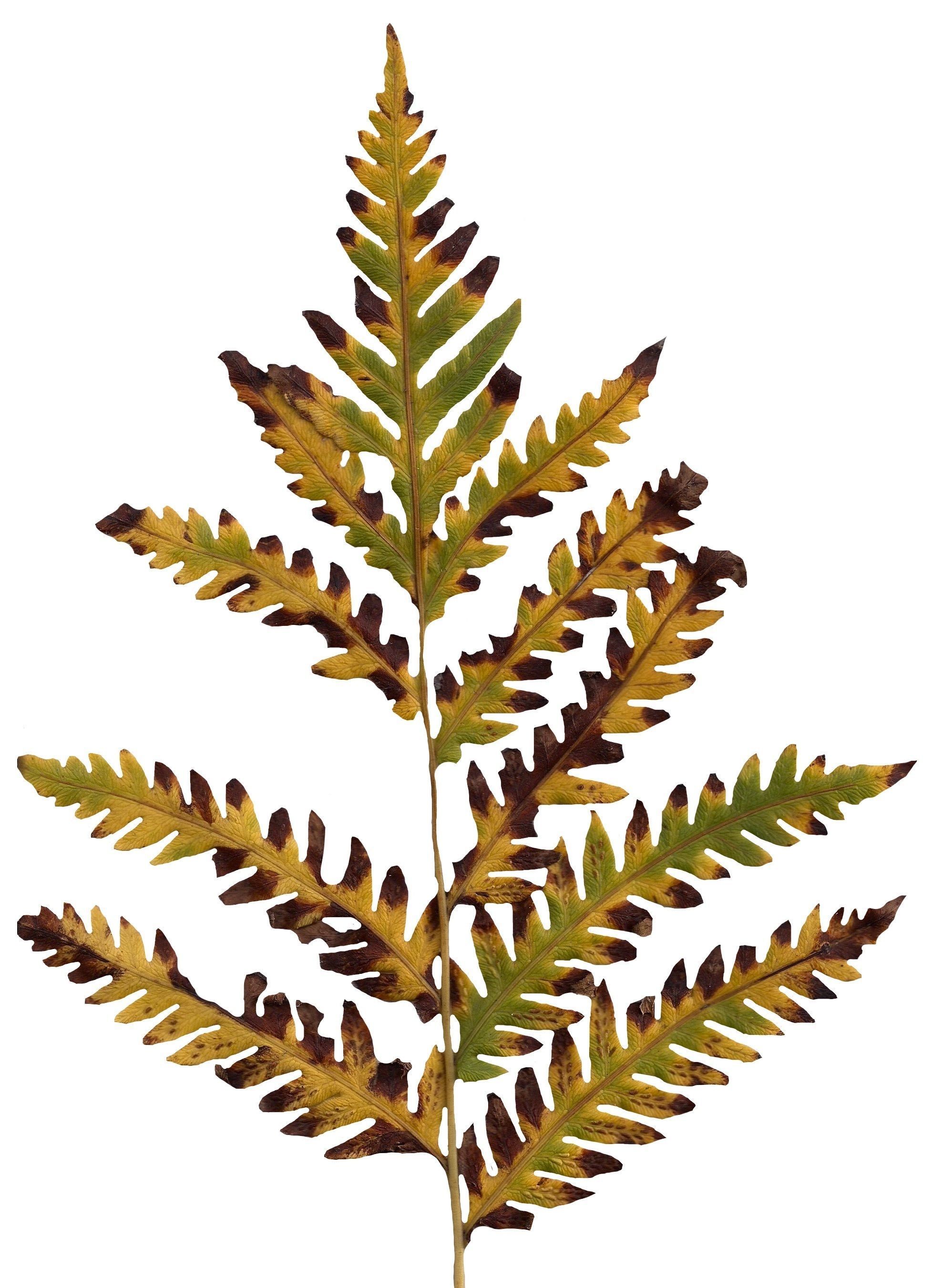 Giant Chain Fern Texture Pack - 24 Textures Texture_13