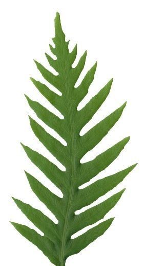 Giant Chain Fern Texture Pack - 24 Textures Texture_2