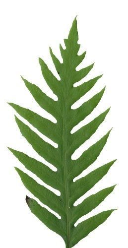 Giant Chain Fern Texture Pack - 24 Textures Texture_4