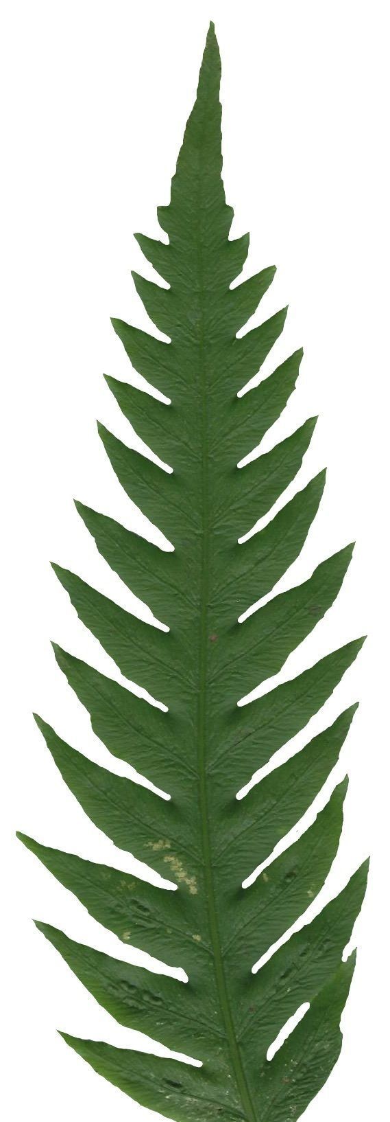 Giant Chain Fern Texture Pack - 24 Textures Texture_7