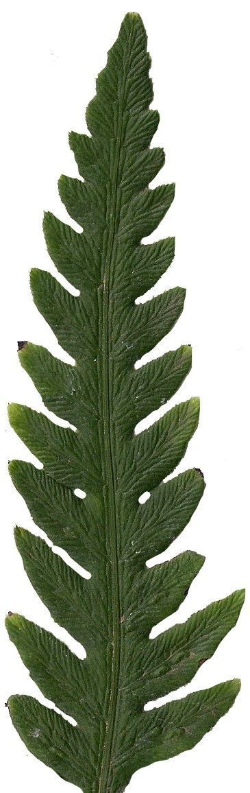 Giant Chain Fern Texture Pack - 24 Textures Texture_8