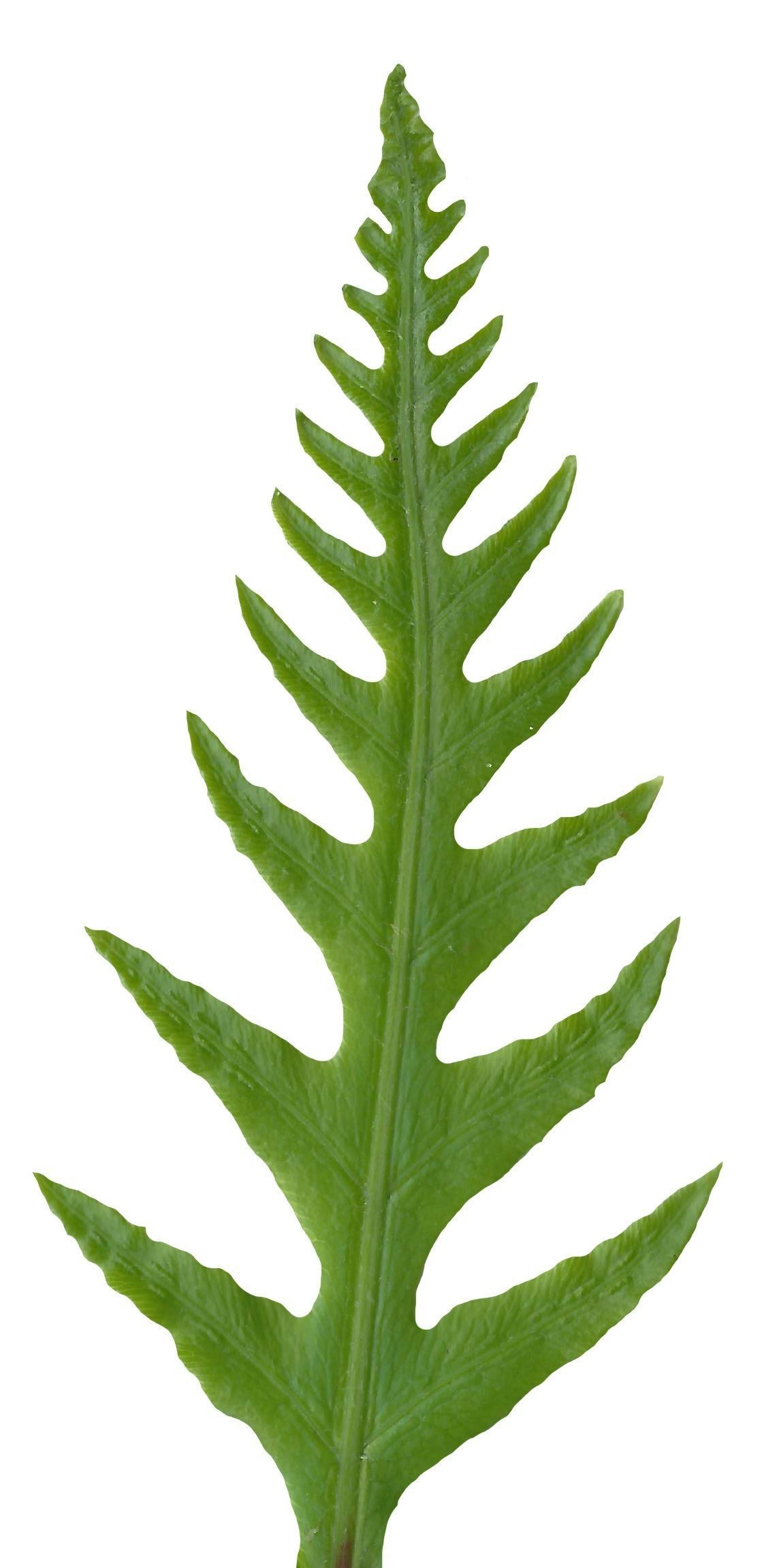 Giant Chain Fern Texture Pack - 24 Textures Texture_22