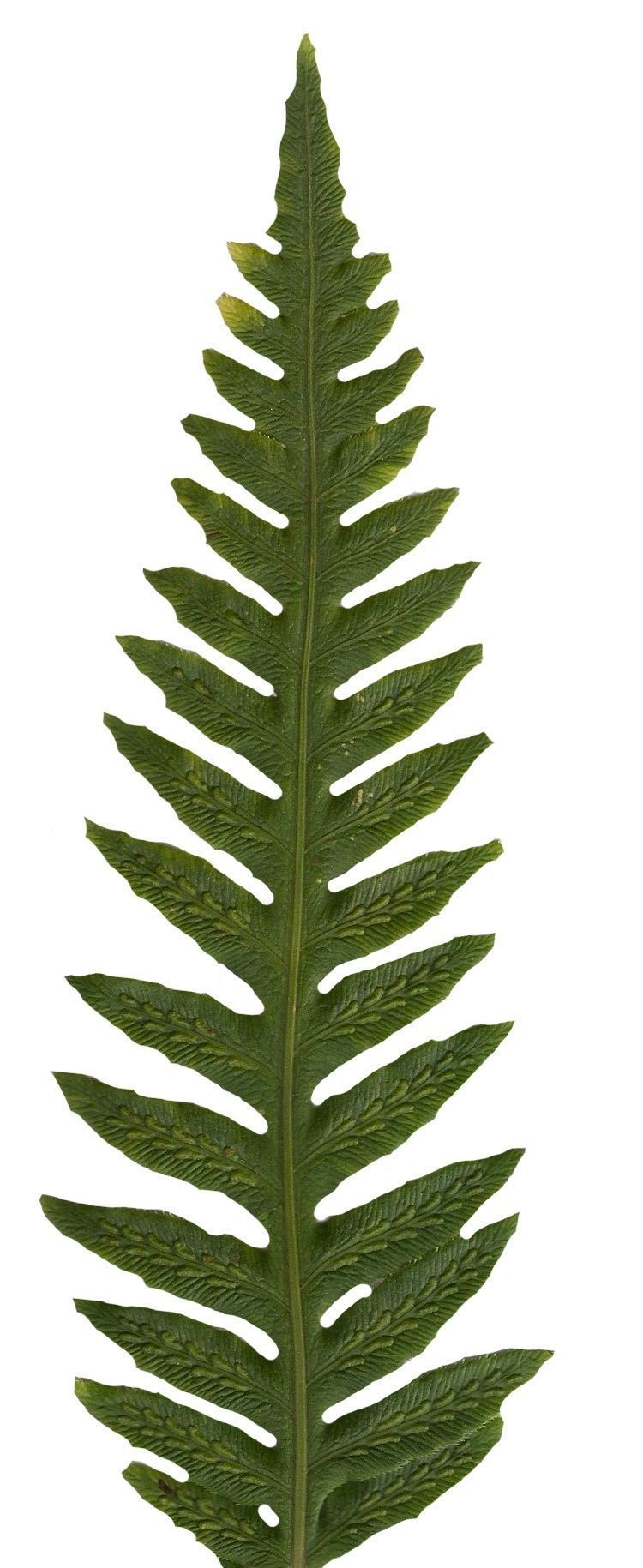 Giant Chain Fern Texture Pack - 24 Textures Texture_3