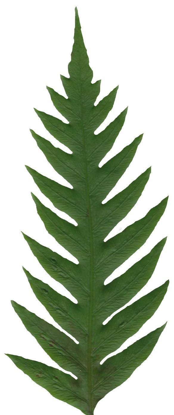 Giant Chain Fern Texture Pack - 24 Textures Texture_9