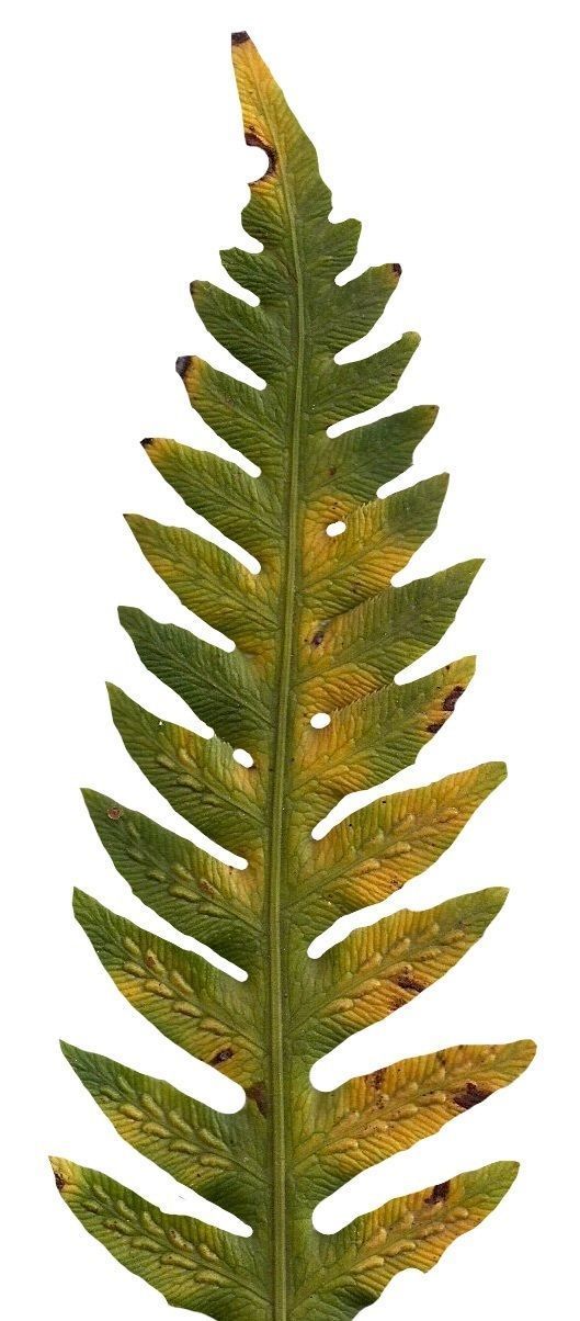 Giant Chain Fern Texture Pack - 24 Textures Texture_10