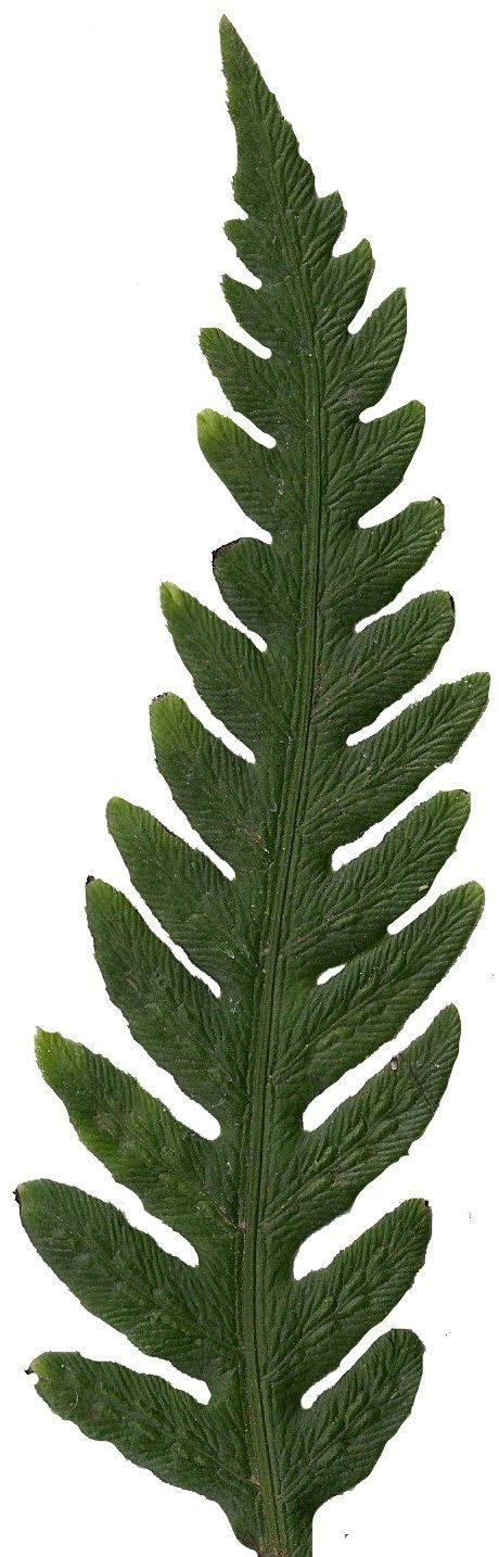 Giant Chain Fern Texture Pack - 24 Textures Texture_20