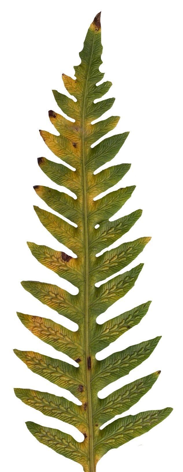 Giant Chain Fern Texture Pack - 24 Textures Texture_14