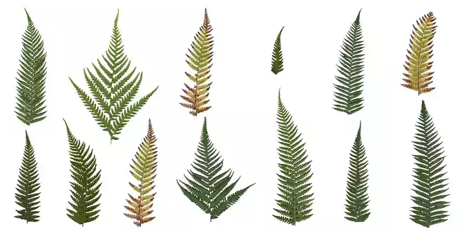 Tasmanian Treefern Texture Pack - 17 Textures