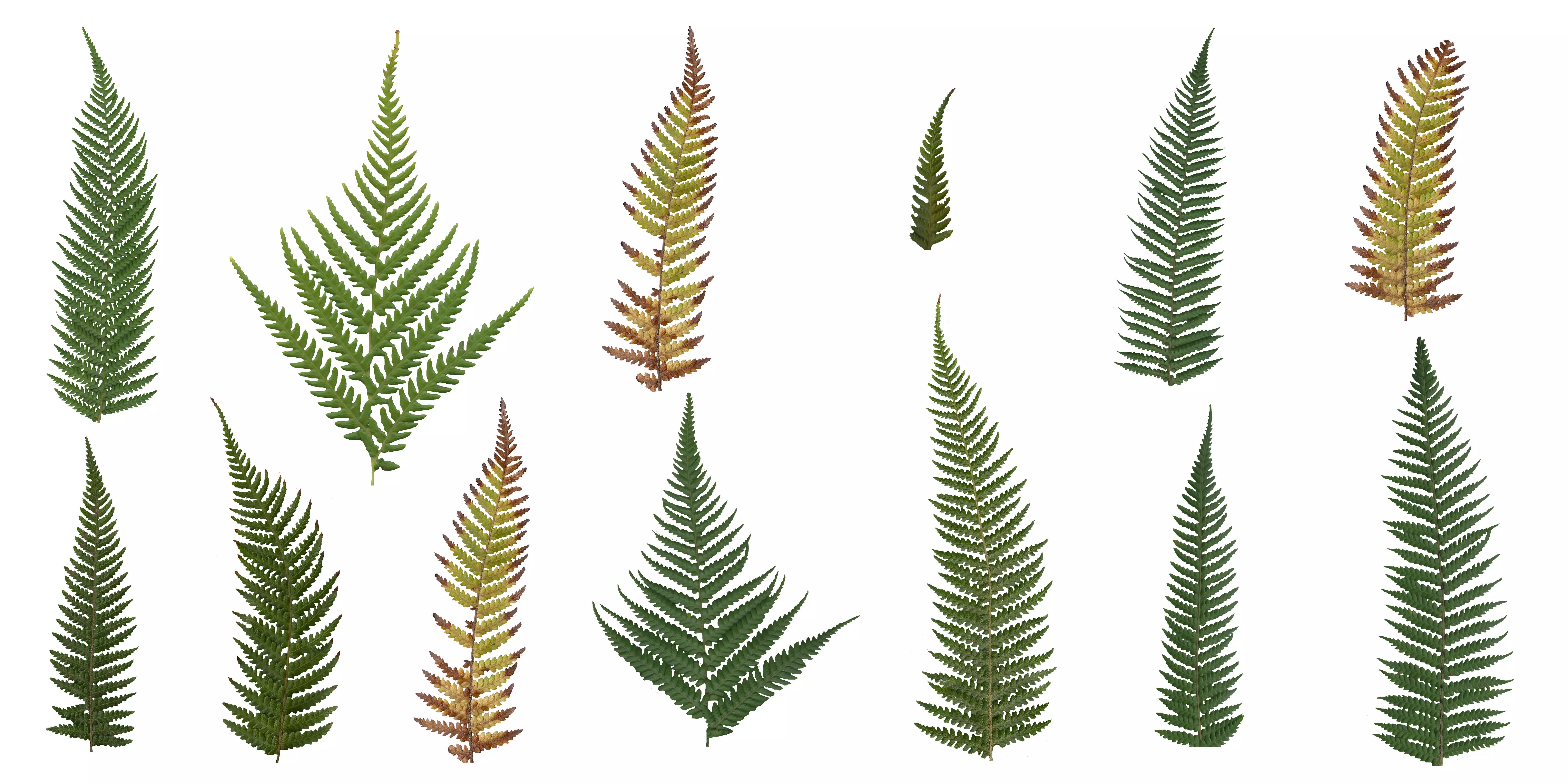 Tasmanian Treefern Texture Pack - 17 Textures Texture