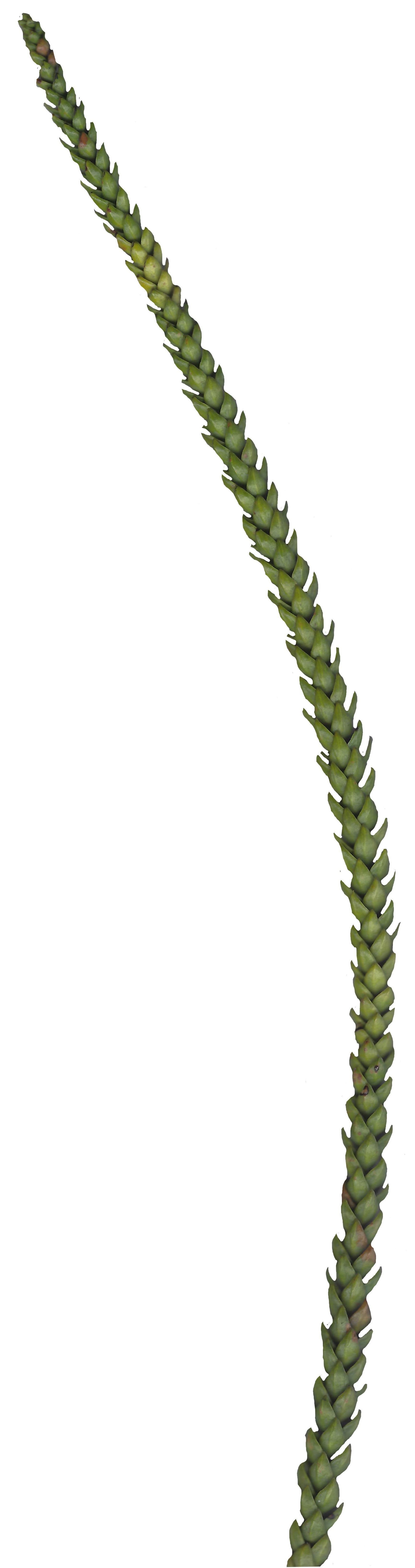 Hoop PIne Texture Pack - 18 Textures Texture_18