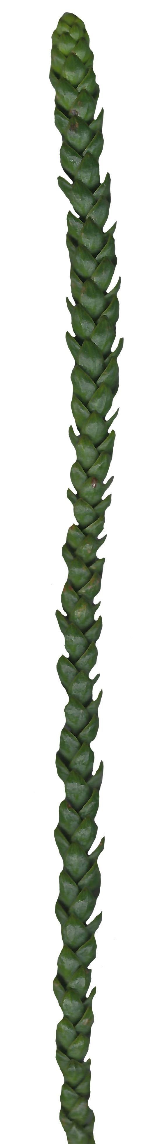 Hoop PIne Texture Pack - 18 Textures Texture_11