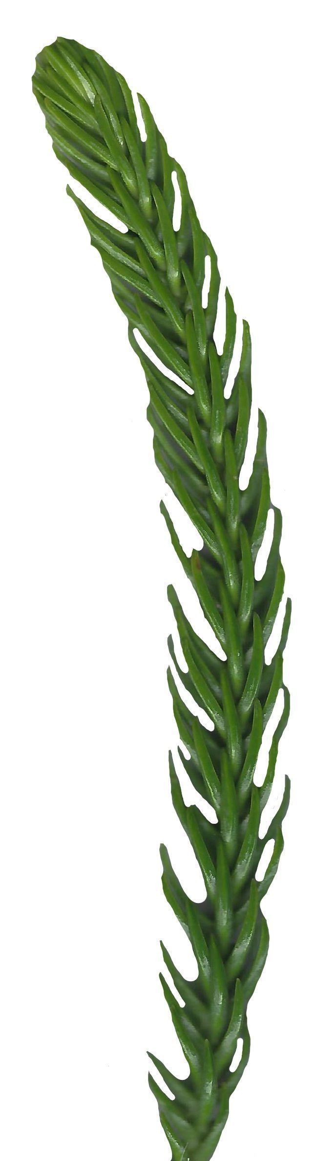 Hoop PIne Texture Pack - 18 Textures Texture_9