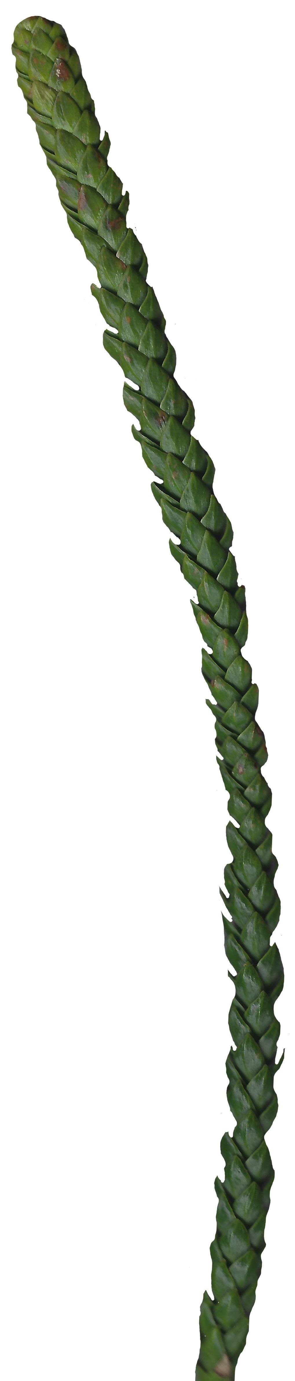 Hoop PIne Texture Pack - 18 Textures Texture_15