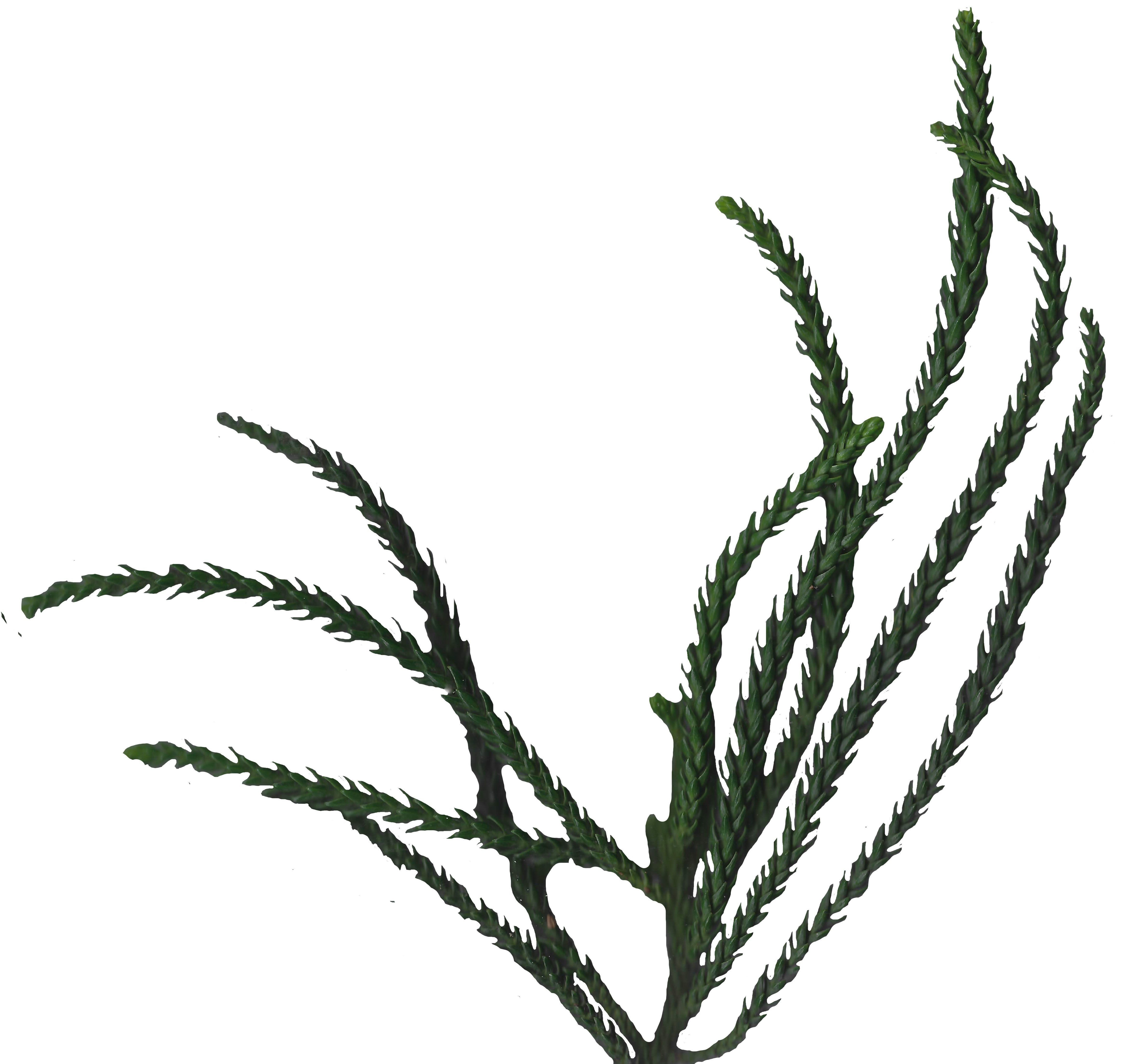 Hoop PIne Texture Pack - 18 Textures Texture_8