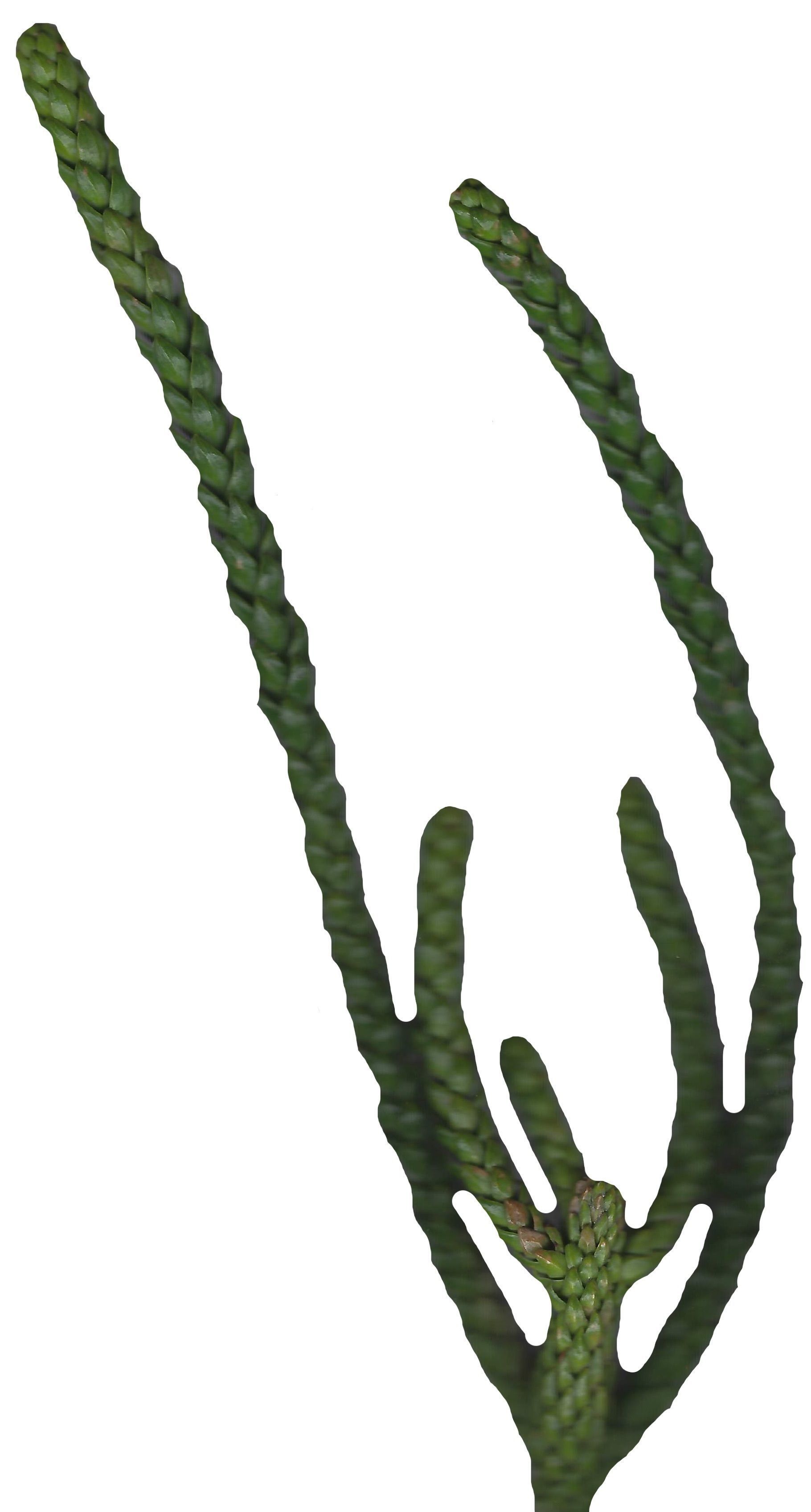 Hoop PIne Texture Pack - 18 Textures Texture_1