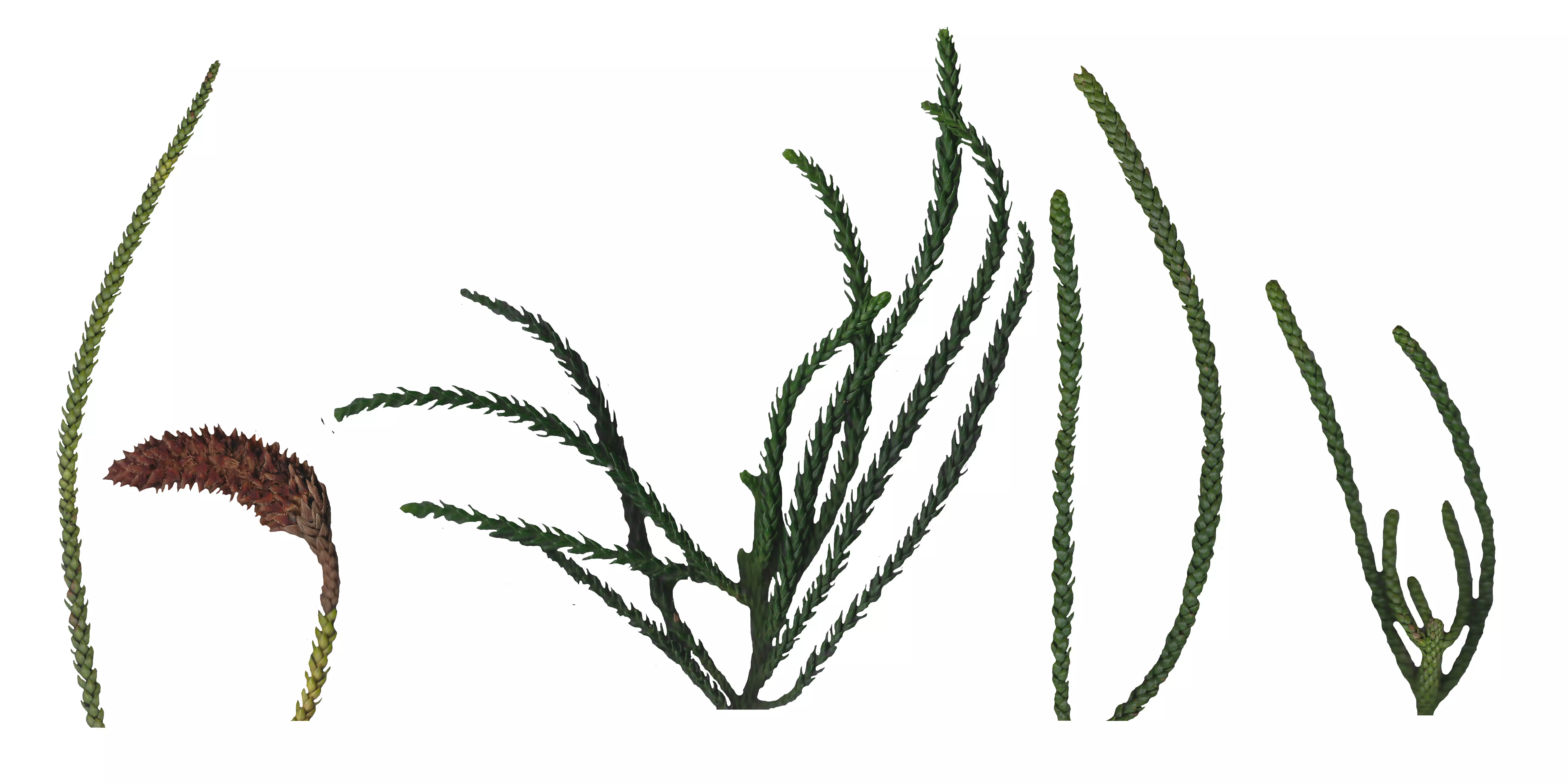 Hoop PIne Texture Pack - 18 Textures Texture_0