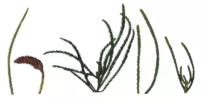 Hoop PIne Texture Pack - 18 Textures Texture