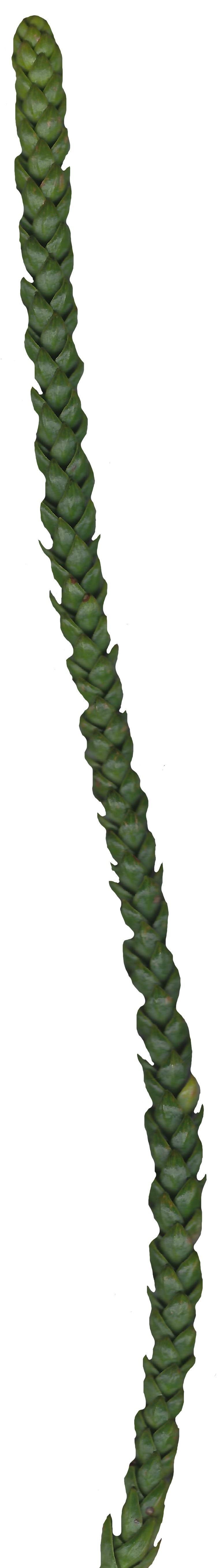 Hoop PIne Texture Pack - 18 Textures Texture_14