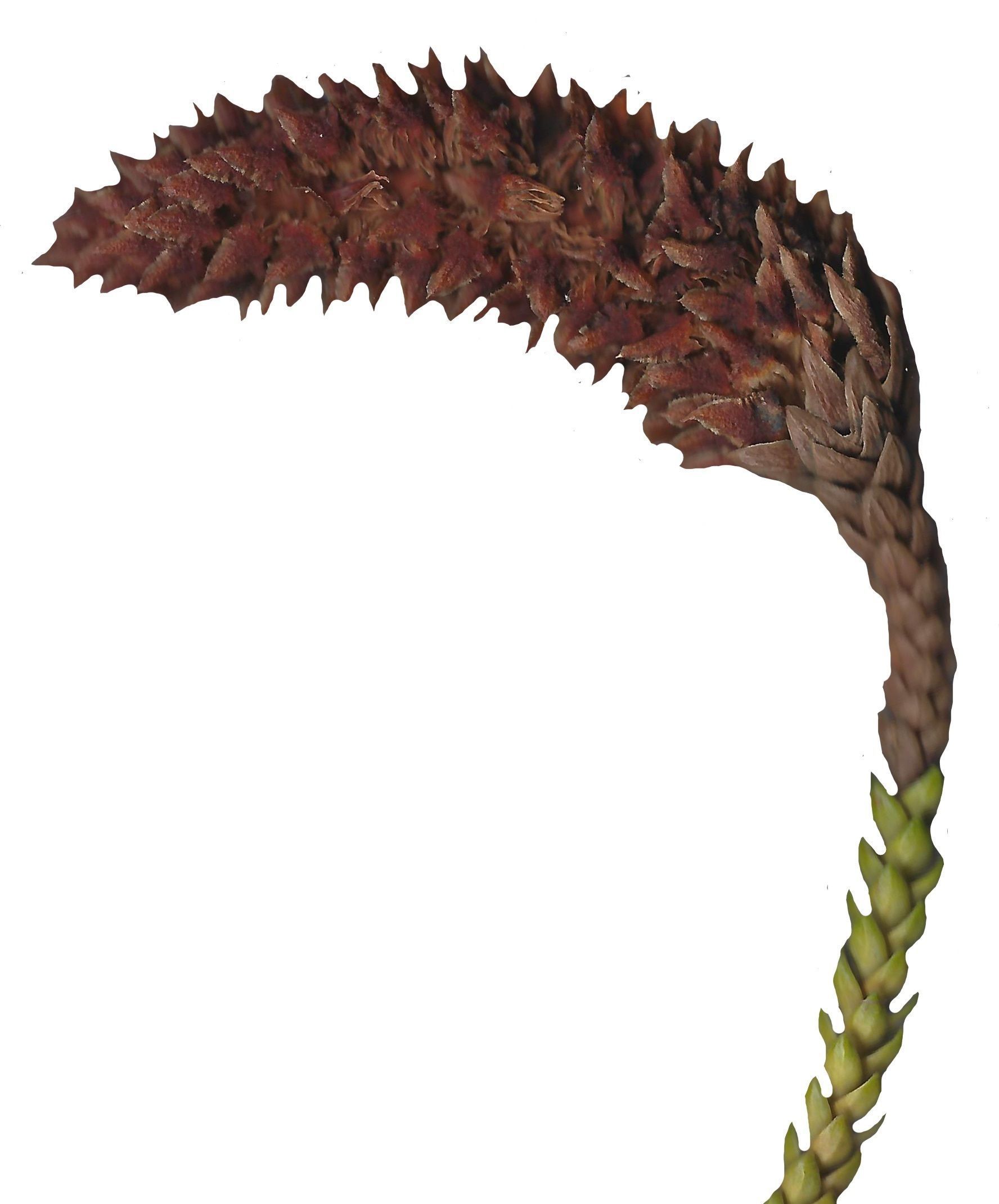 Hoop PIne Texture Pack - 18 Textures Texture_3