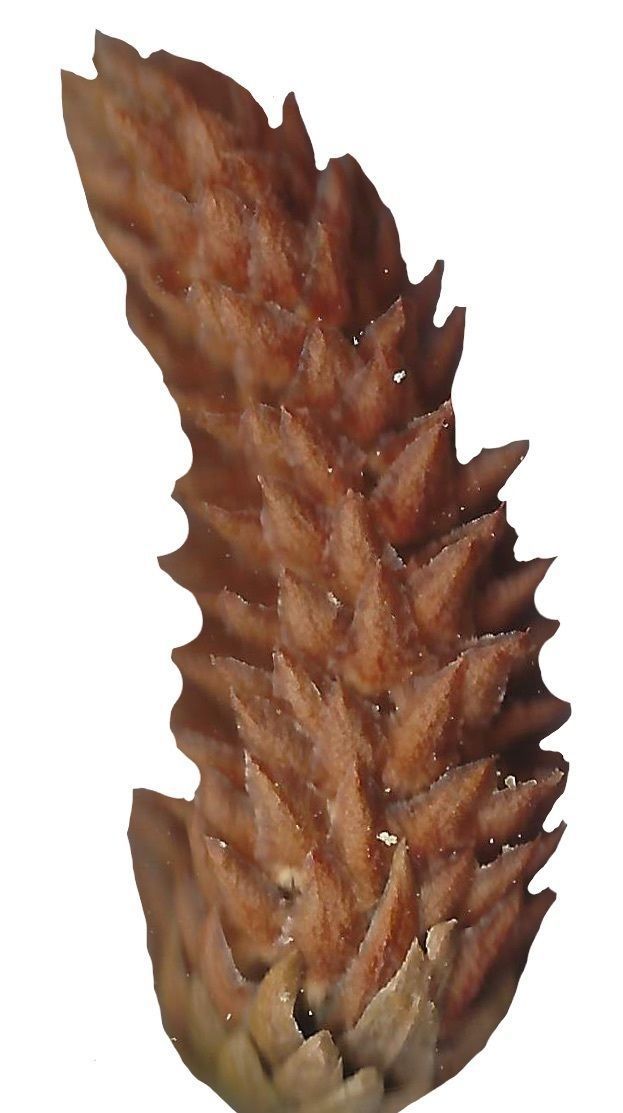 Hoop PIne Texture Pack - 18 Textures Texture_6