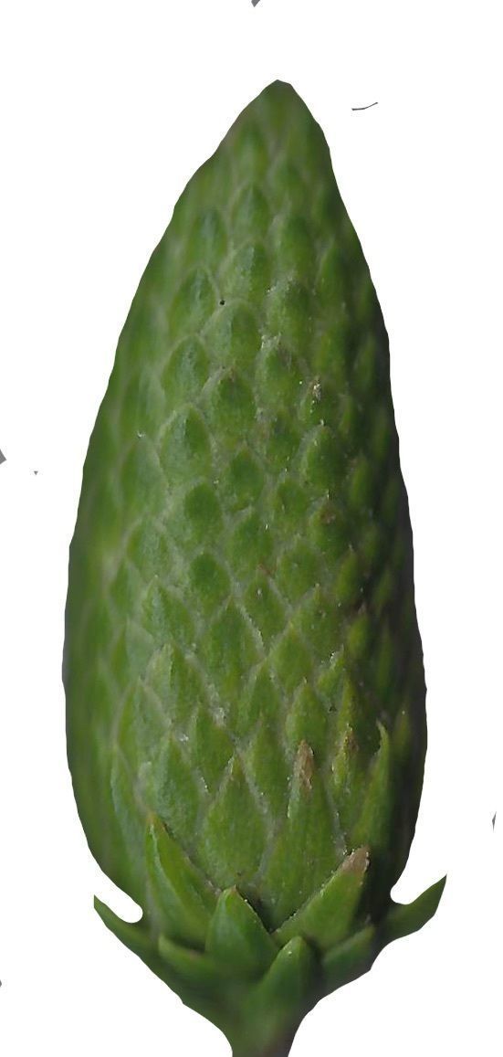 Hoop PIne Texture Pack - 18 Textures Texture_4