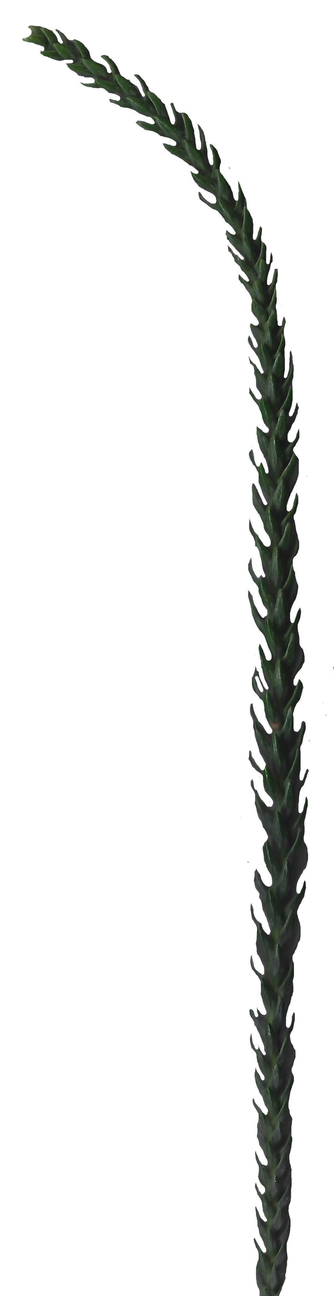 Hoop PIne Texture Pack - 18 Textures Texture_2