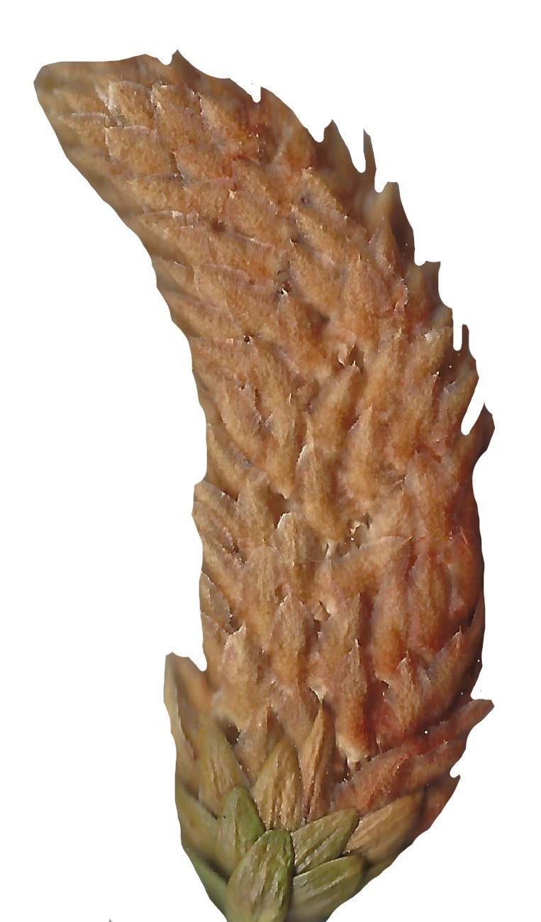 Hoop PIne Texture Pack - 18 Textures Texture_5