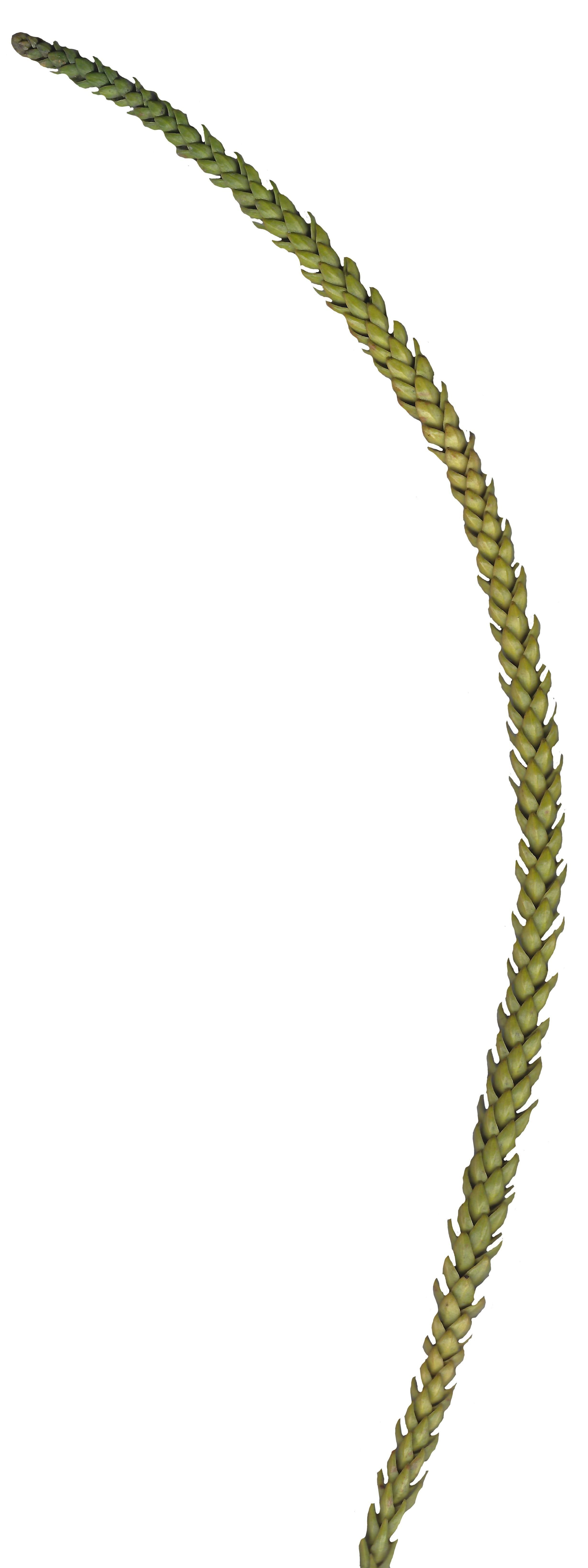 Hoop PIne Texture Pack - 18 Textures Texture_16