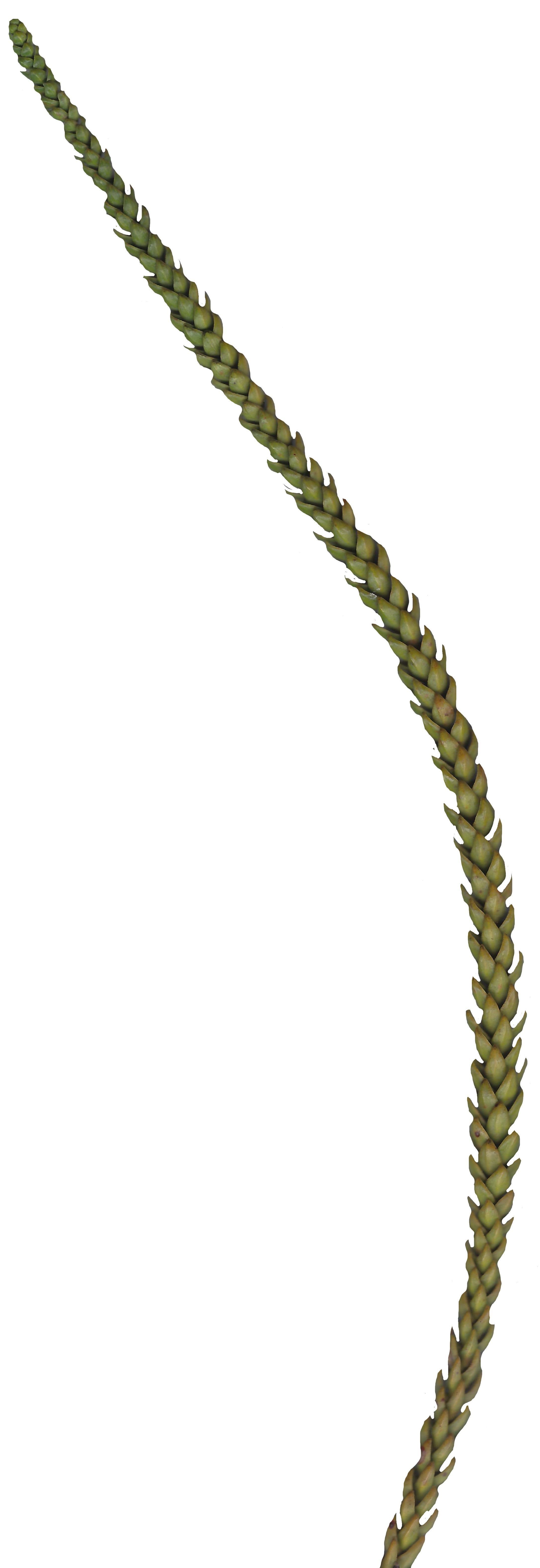 Hoop PIne Texture Pack - 18 Textures Texture_17