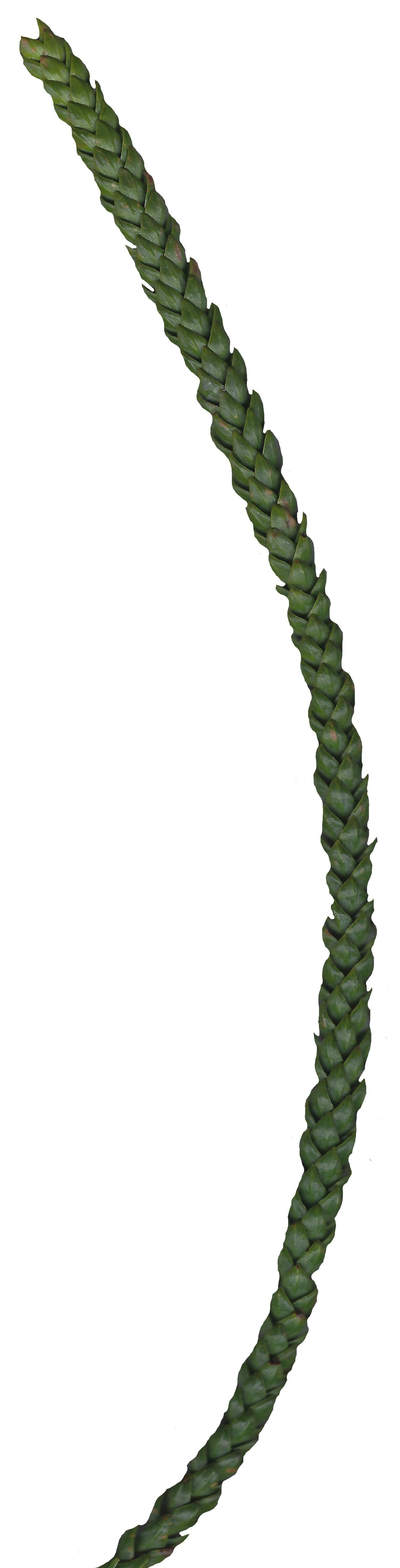 Hoop PIne Texture Pack - 18 Textures Texture_13