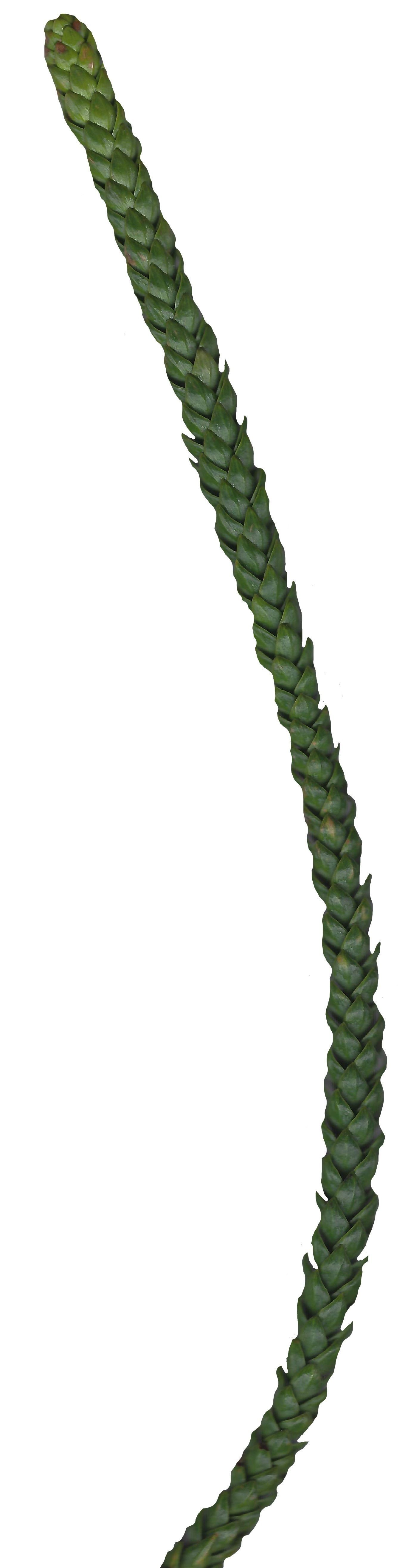 Hoop PIne Texture Pack - 18 Textures Texture_12