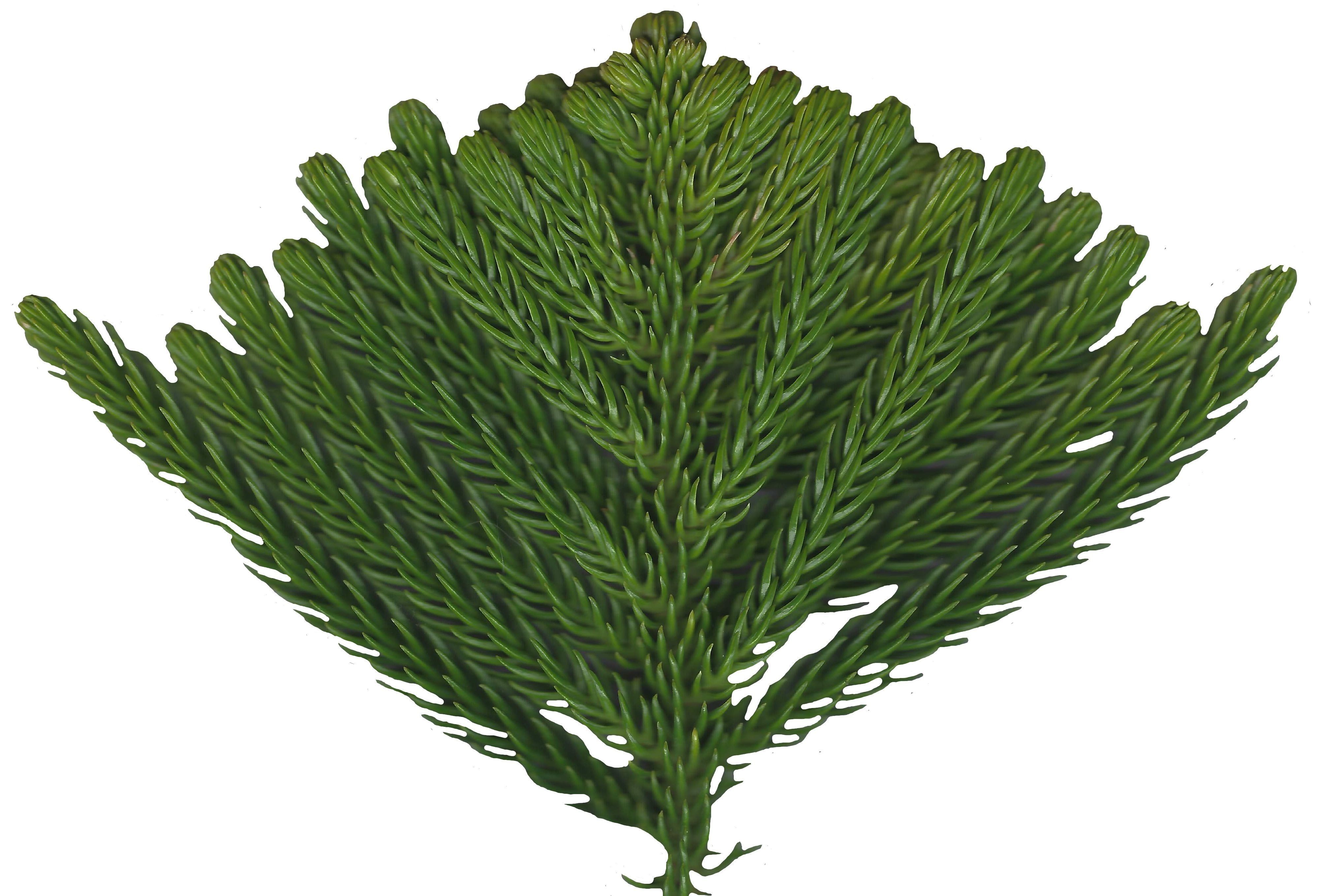 Hoop PIne Texture Pack - 18 Textures Texture_7