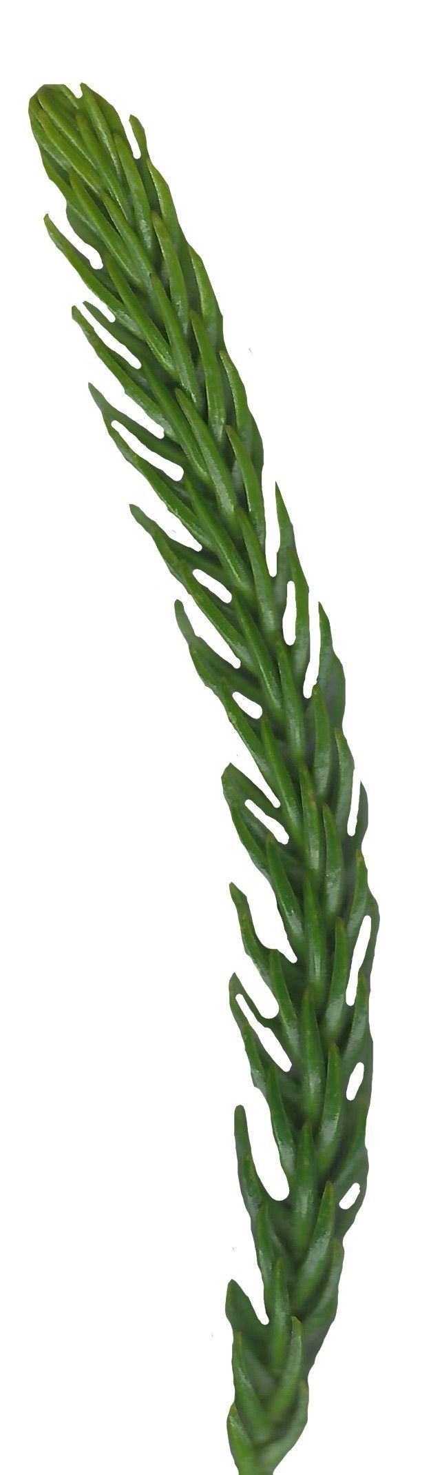 Hoop PIne Texture Pack - 18 Textures Texture_10