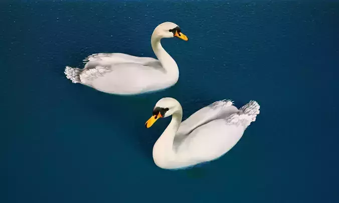 White Swan