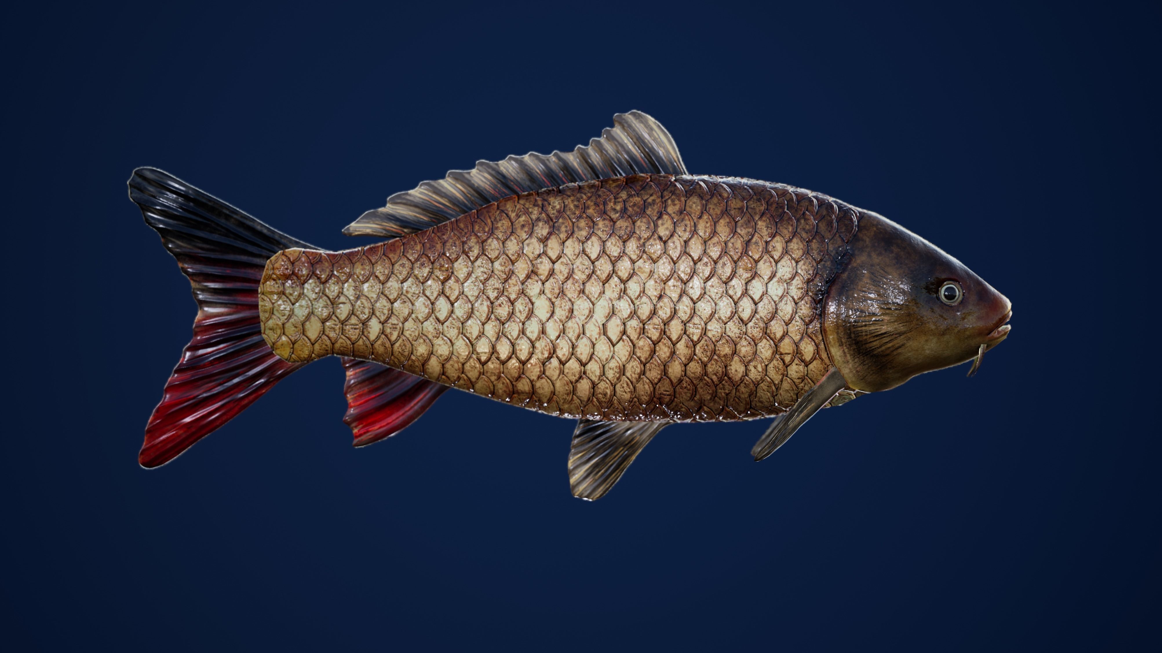 Carp with Swimming Animation Low-poly 3D model_2
